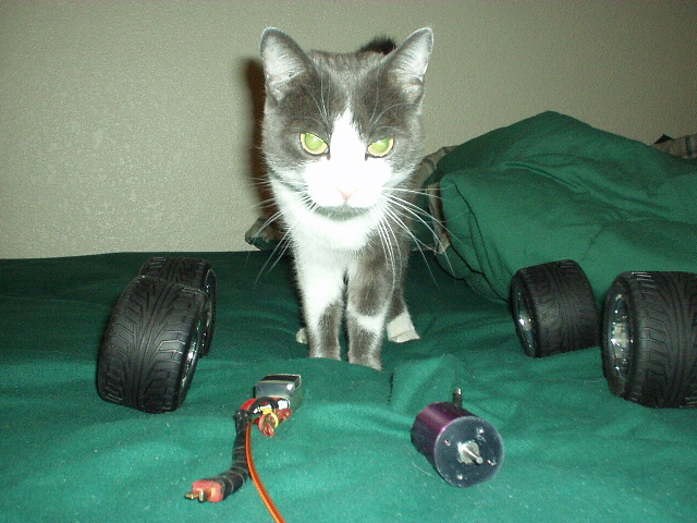 catcar.jpg