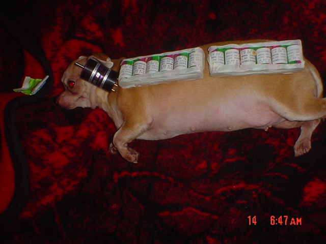 dogexperiment.jpg