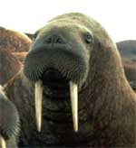 walrus1.jpg